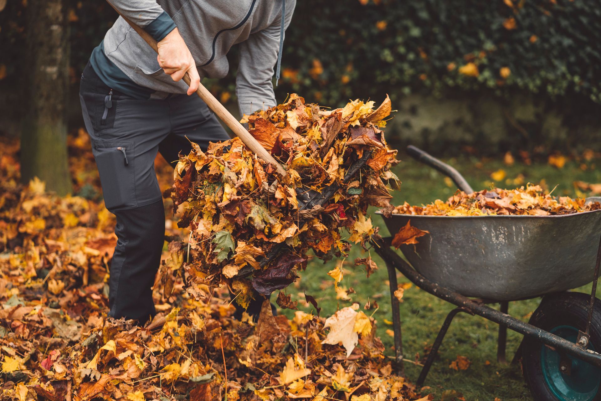 A man is raking leaves in a wheelbarrow.