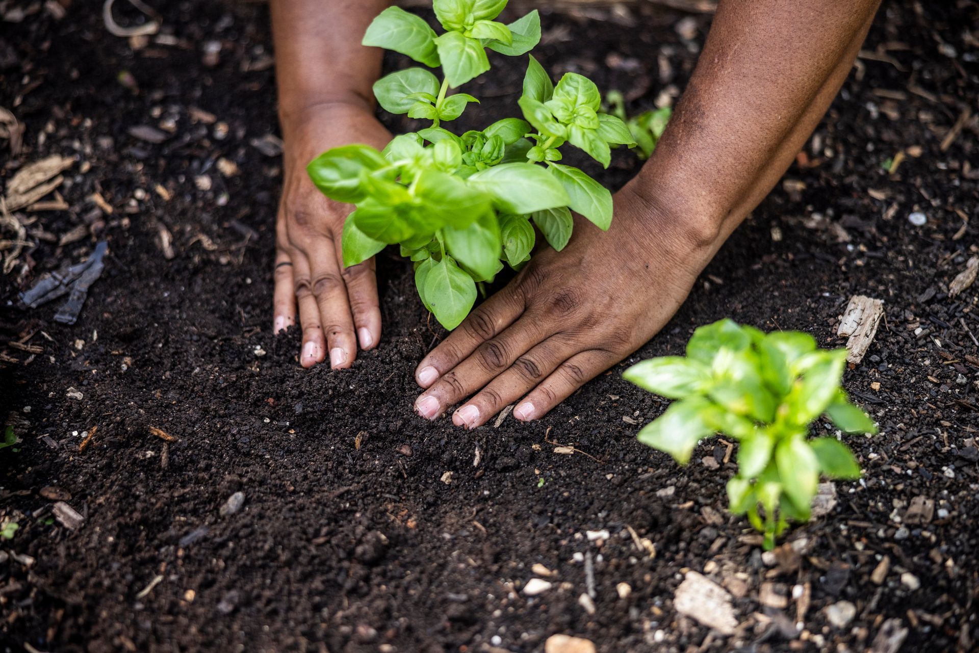 A person is planting a plant in the dirt.