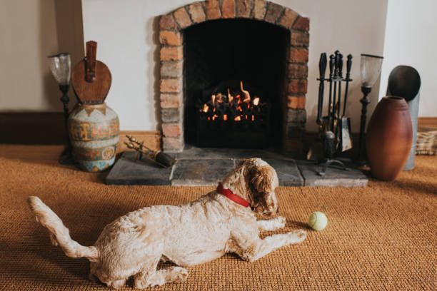Dog resting near lit fireplace after recent chimney cleaning services inside home.