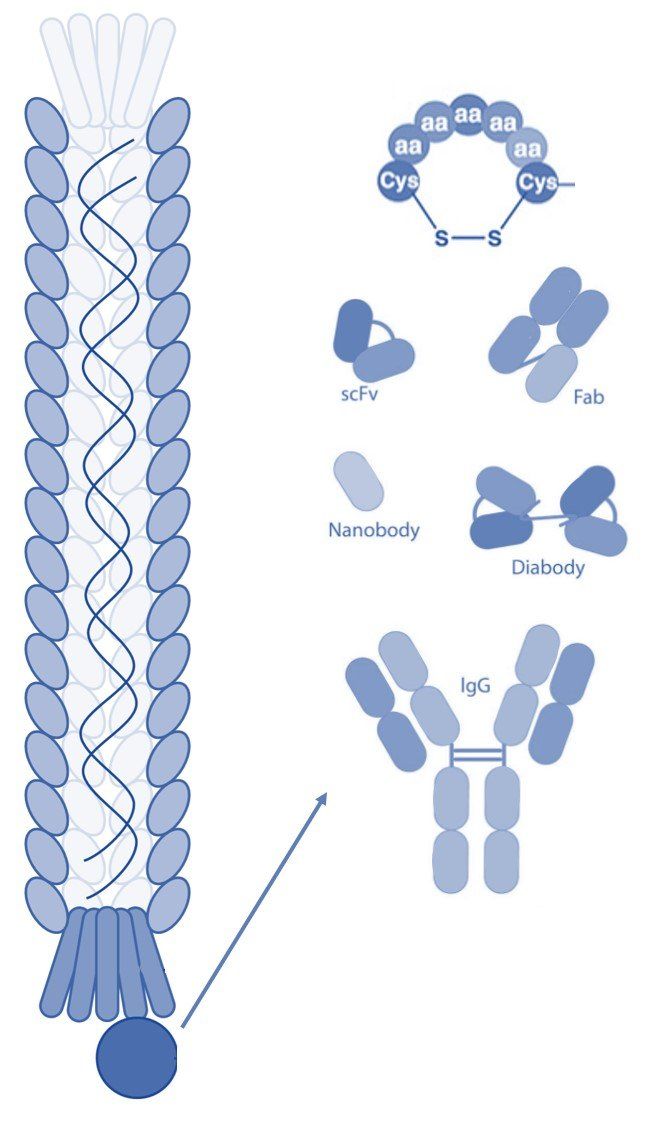 Phage Display Libraries