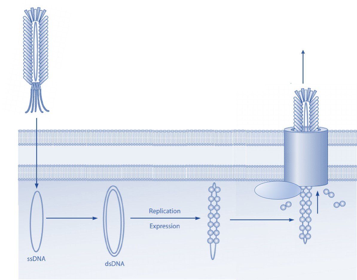 Phage Display: Bacteriophage Vectors and Phagemids