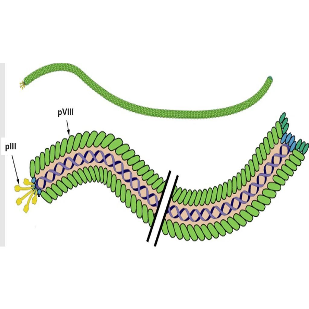 Phage Display: Bacteriophages