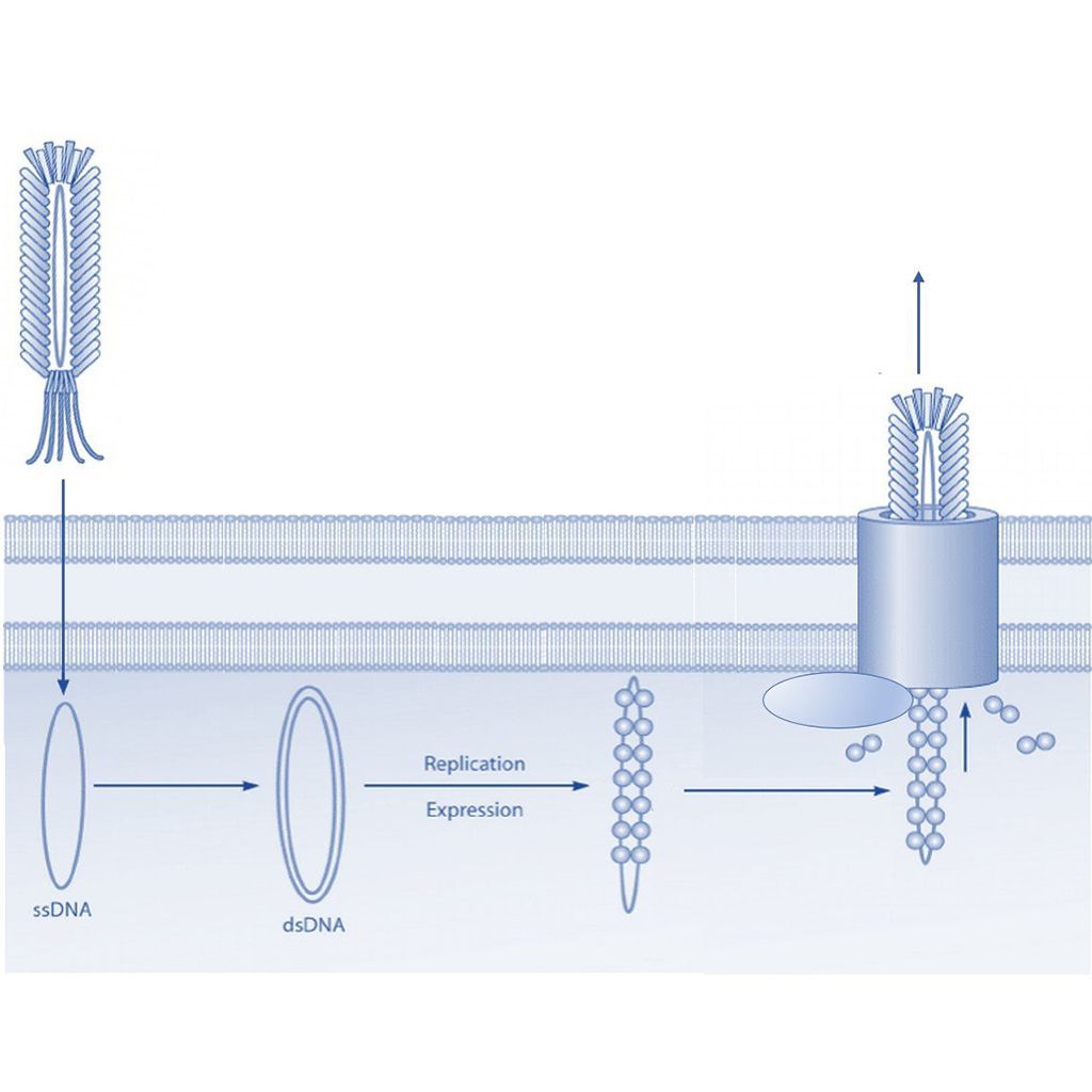 Phage Display: Bacteriophage Vectors and Phagemids