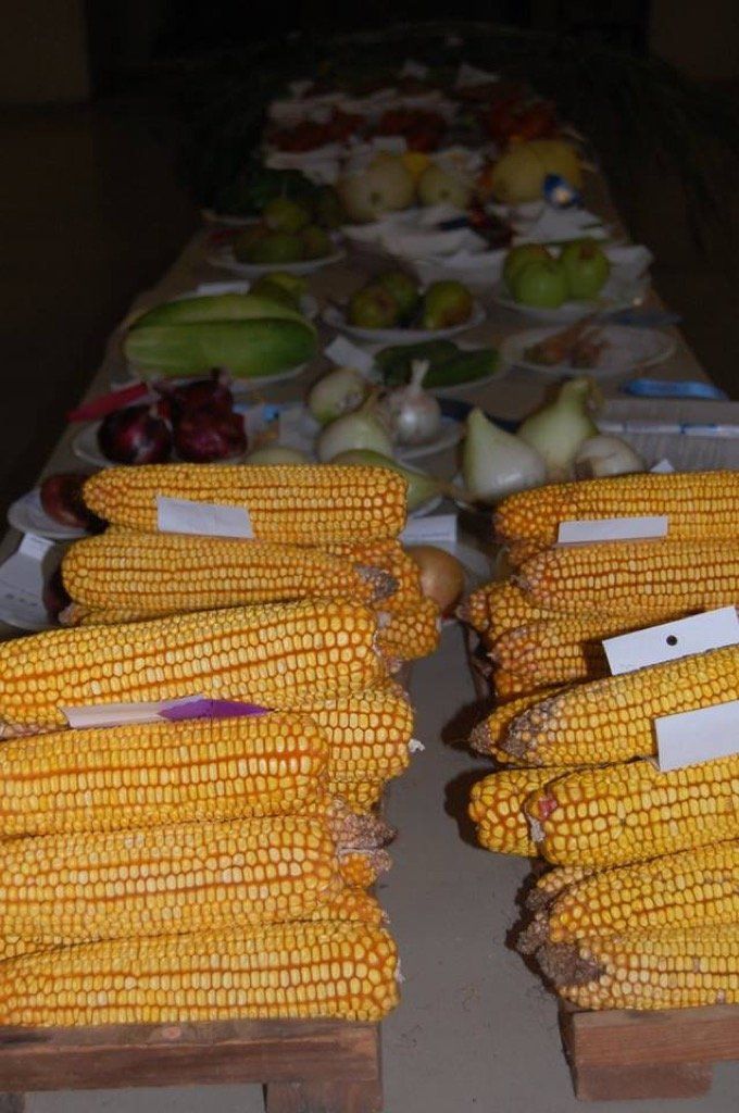 Sheldon Produce Contest 2-72