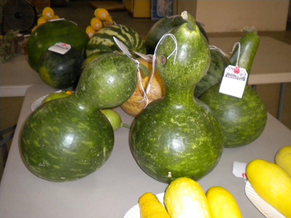 Sheldon Produce Contest 7-77