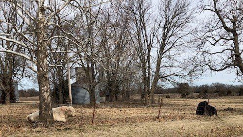 Sheldon bulls in pasture