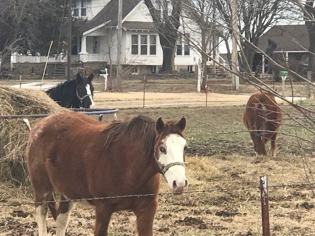 Sheldon horses in pasture