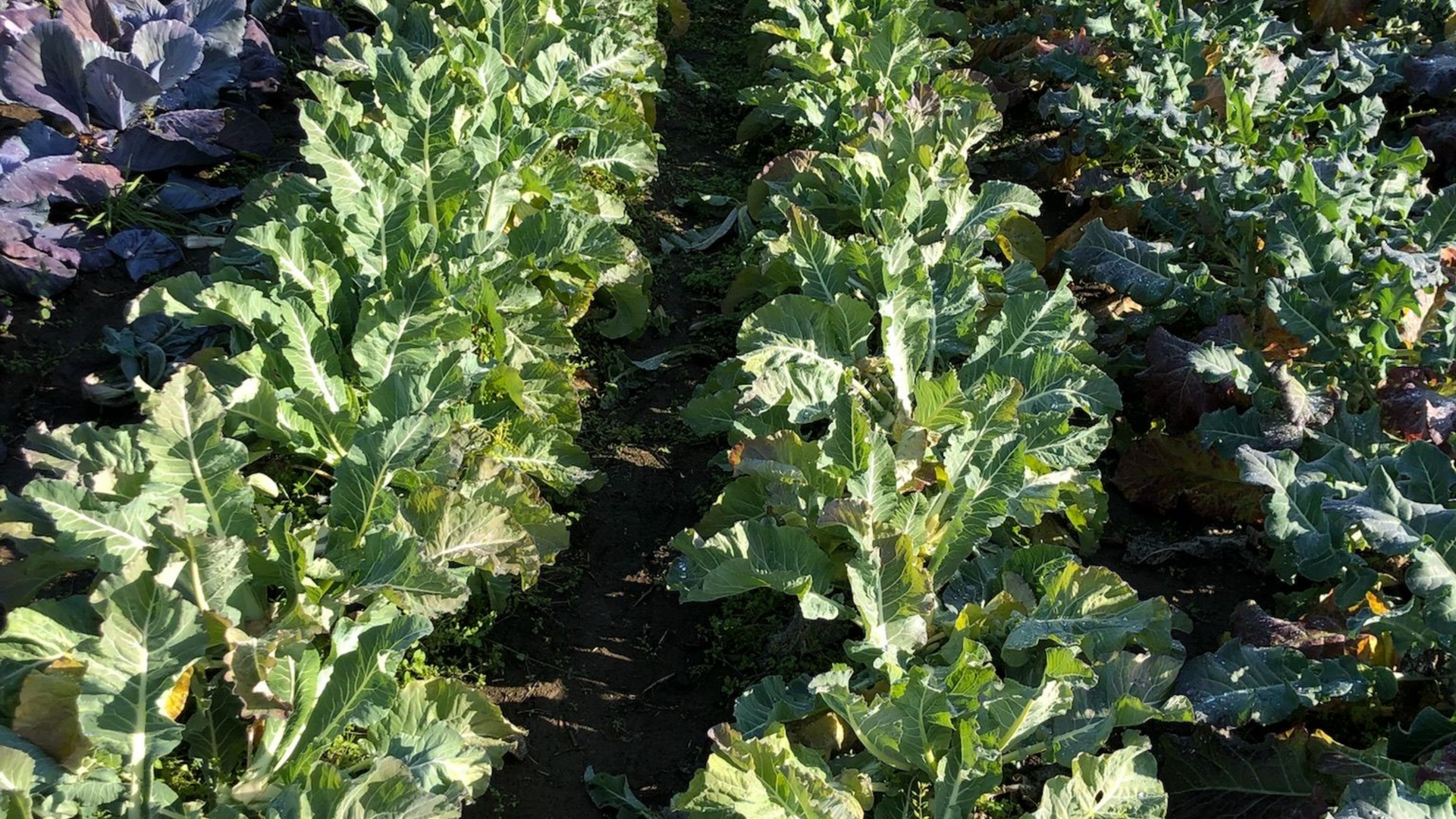 crops grown with Kachemak Kelp's Sea To Sprout microbial food.