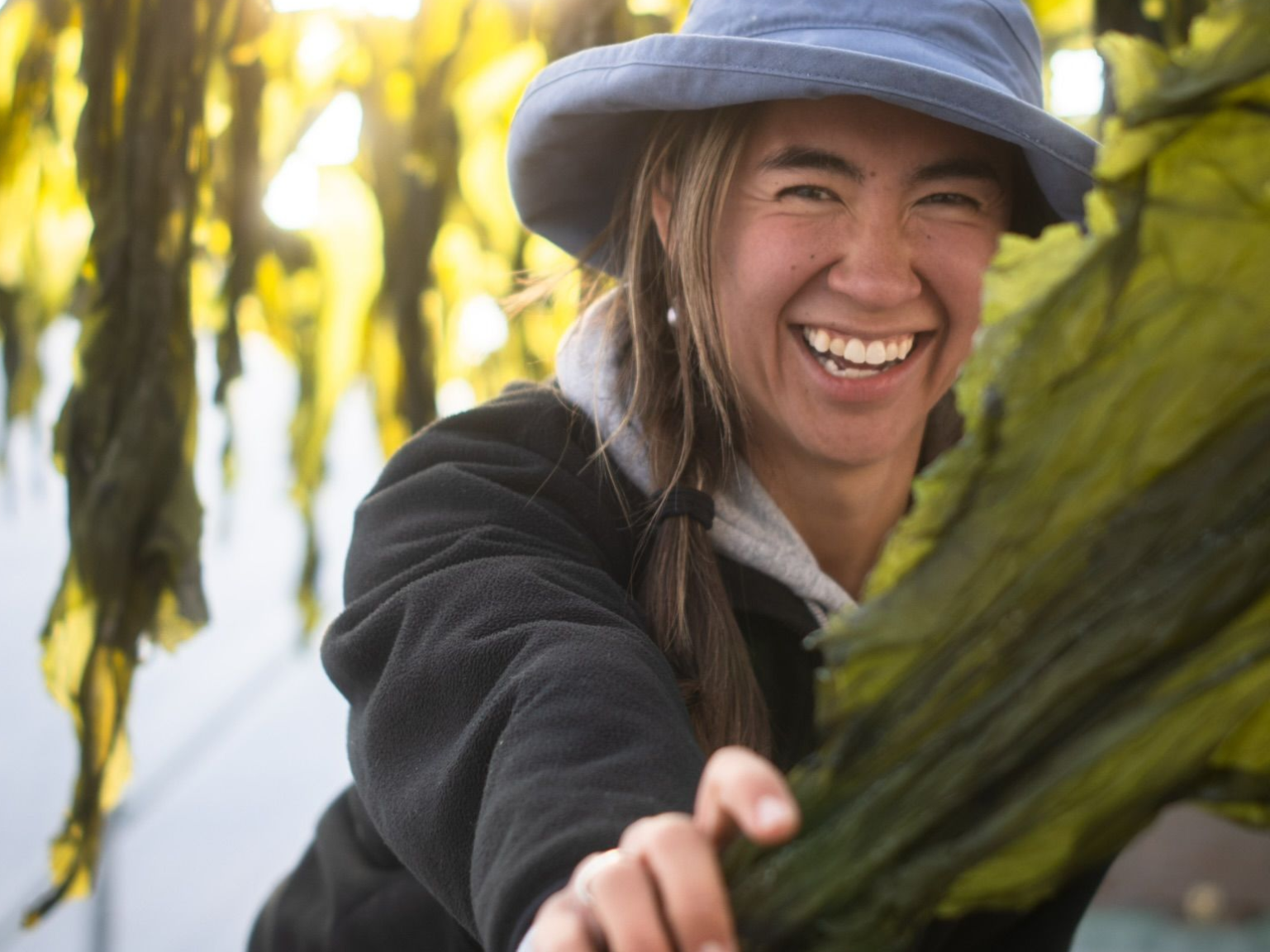 Drying Kachemak Kelp in Homer, AK.