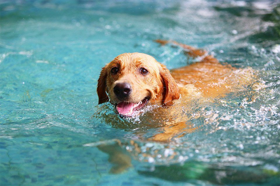 Dog Care — Dog Swimming In Pool in Hayward, CA
