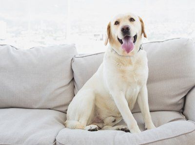 Labrador Sitting on the Couch
