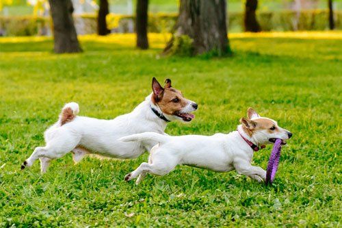 Two Dogs Playing In Park