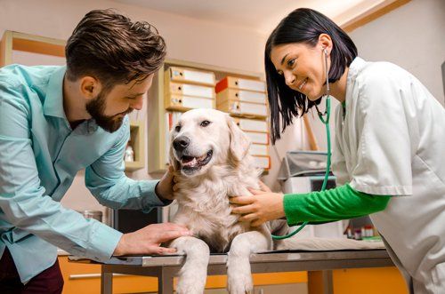 3 Benefits of Routine Vet Visits for Your Feline Friend