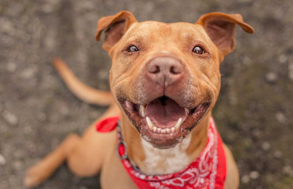 Cheerful Dog – Hayward,CA – Alta Vista Veterinary Clinic