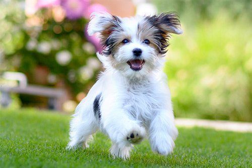 Cute Puppy Running On Grass Field