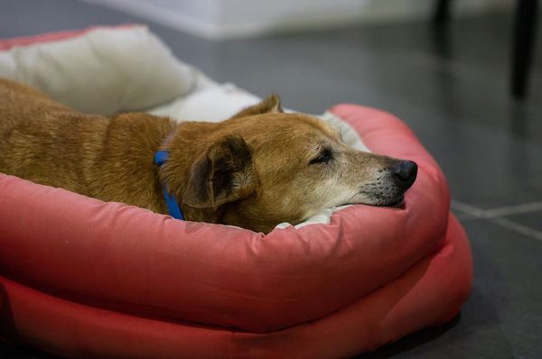 Sleeping Dog — Hayward, CA — Alta Vista Veterinary Clinic