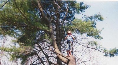 Standing on cut tree - Tree Removal Experts in Framingham, Natick, Ashland, Hopkinton, Southborough, Marlborough, Sherborn and all Metrowest Areas
