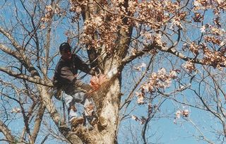 Tree Hoisting -  Tree Removal Experts in Framingham, Natick, Ashland, Hopkinton, Southborough, Marlborough, Sherborn and all Metrowest Areas