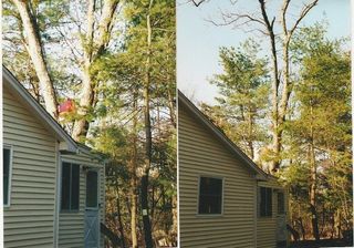 Before and After -  Tree Removal Experts in Framingham, Natick, Ashland, Hopkinton, Southborough, Marlborough, Sherborn and all Metrowest Areas