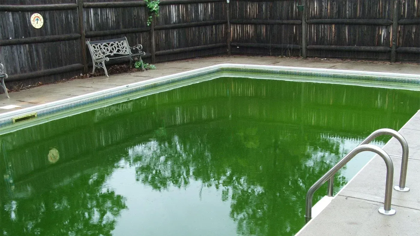pool that turned green because of lack of maintenance 