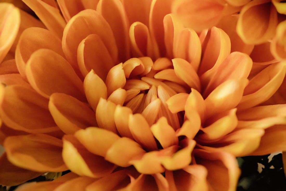 fiori torri di quartesolo