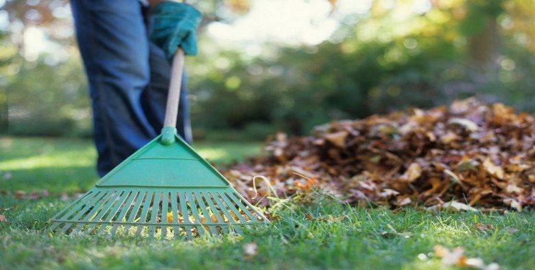 A person is raking leaves on a lush green lawn.