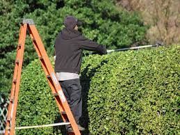 A man is standing on a ladder trimming a hedge.