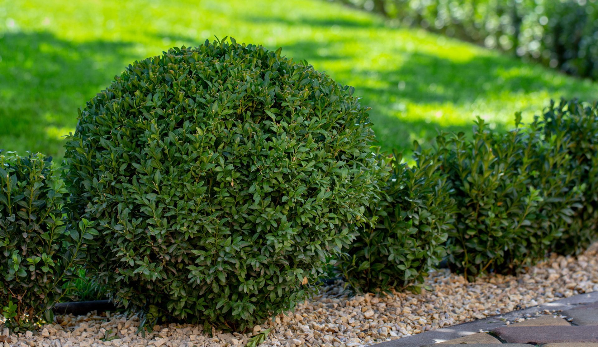 A rounded boxwood shrub stands next to other low green bushes on a gravel border against a bright, sunny lawn.