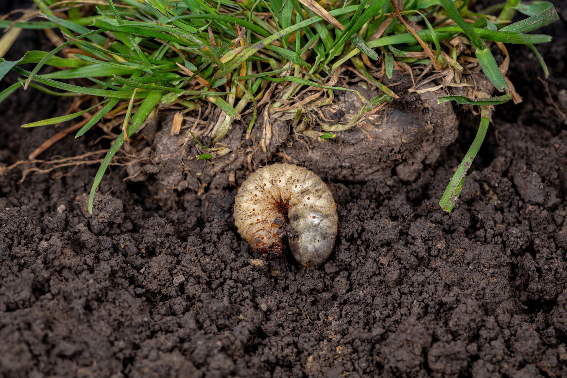 A white, C-shaped beetle grub resting on dark soil next to a patch of grass.