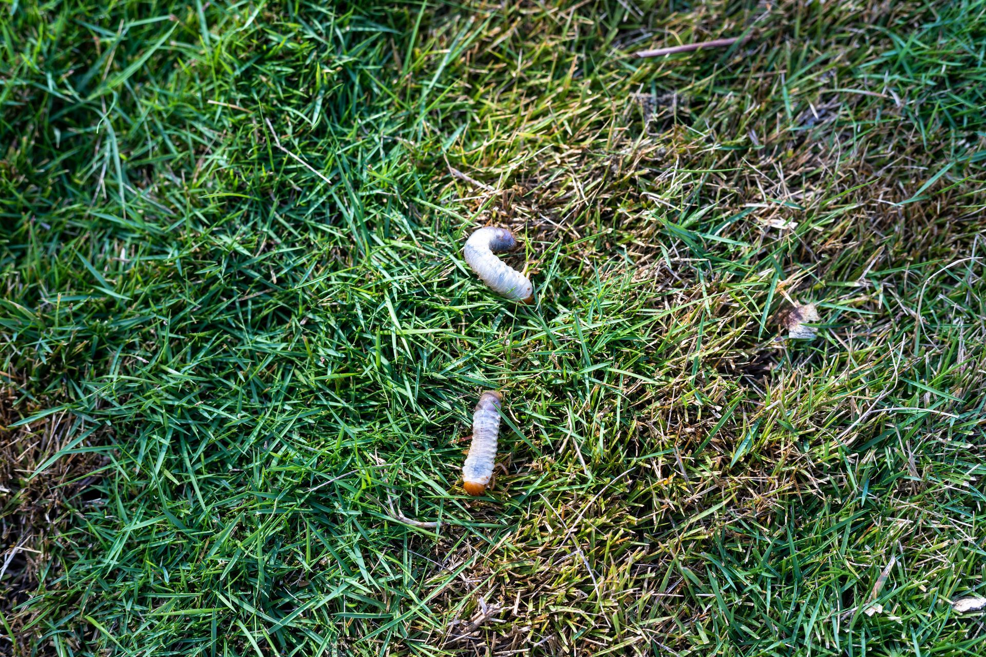 Two white grubs crawling on a patch of grass in a lawn.