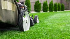 A lawnmower with white wheels cuts a vibrant green lawn in front of a row of small evergreen trees.