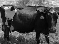 AI use cases for the food processing and manufacturing industries