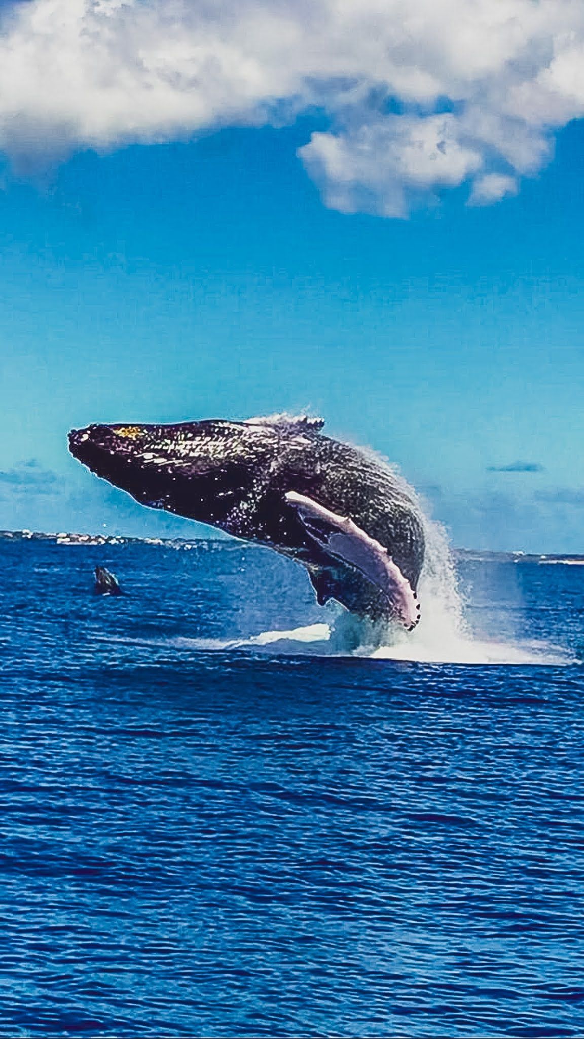 A humpback whale is jumping out of the ocean