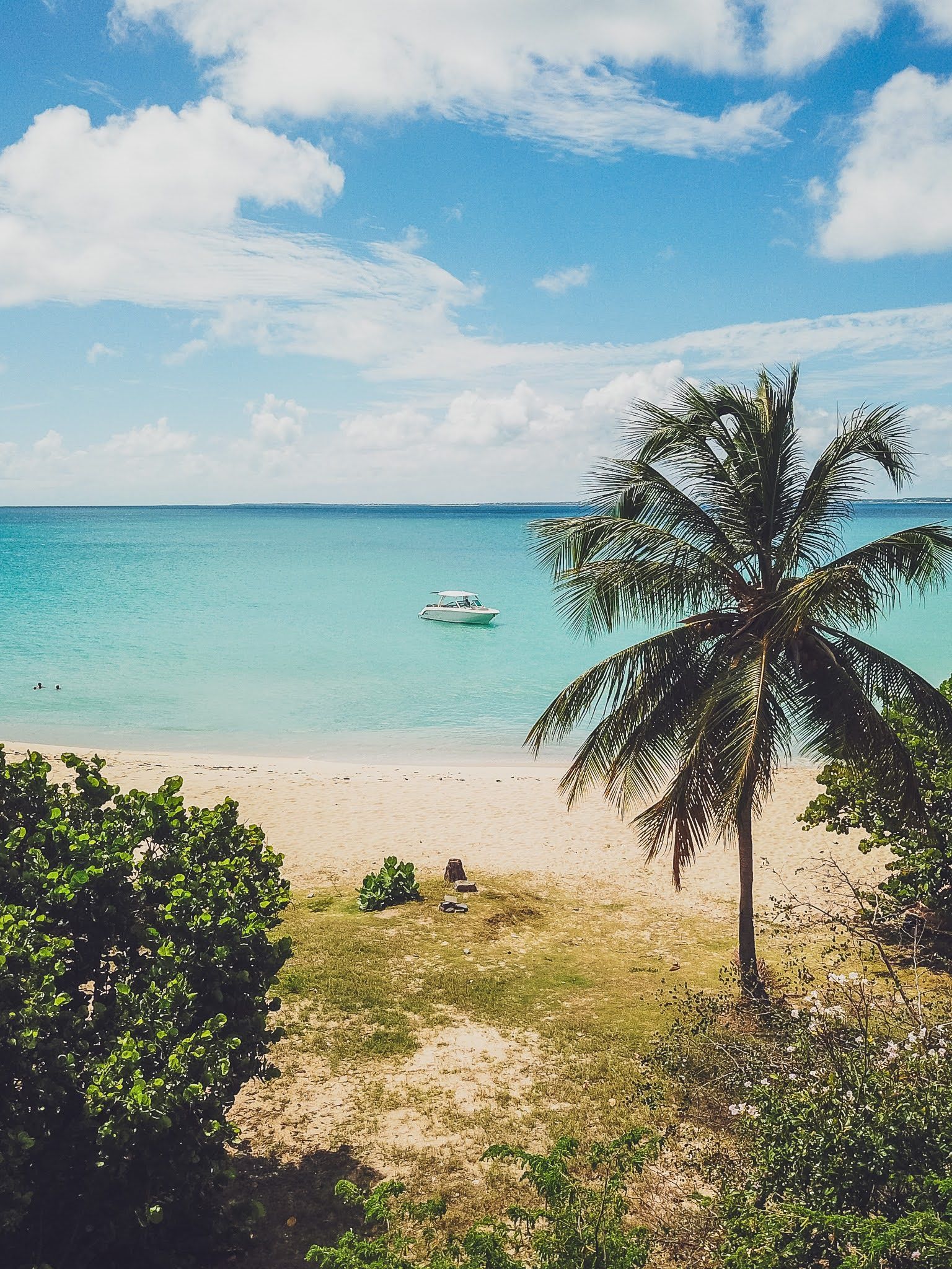 A beach with a palm tree and a boat in the water