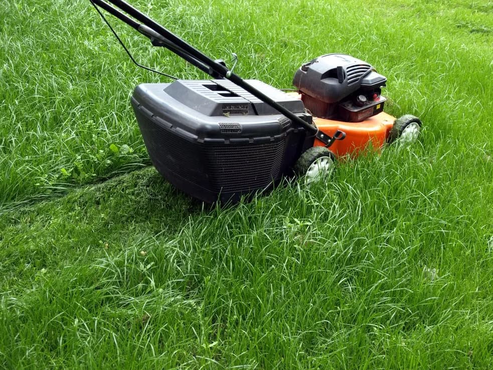 Mowing a Lawn with Lawn Mower — Wellington Mowers & Chainsaws in Wellington, NSW