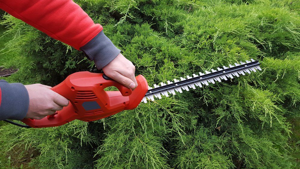 Cutting a Hedge with Electrical Hedge Trimmer — Wellington Mowers & Chainsaws in Wellington, NSW