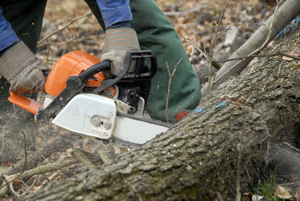 Cutting Off a Big Tree with a Chainsaw — Wellington Mowers & Chainsaws in Wellington, NSW