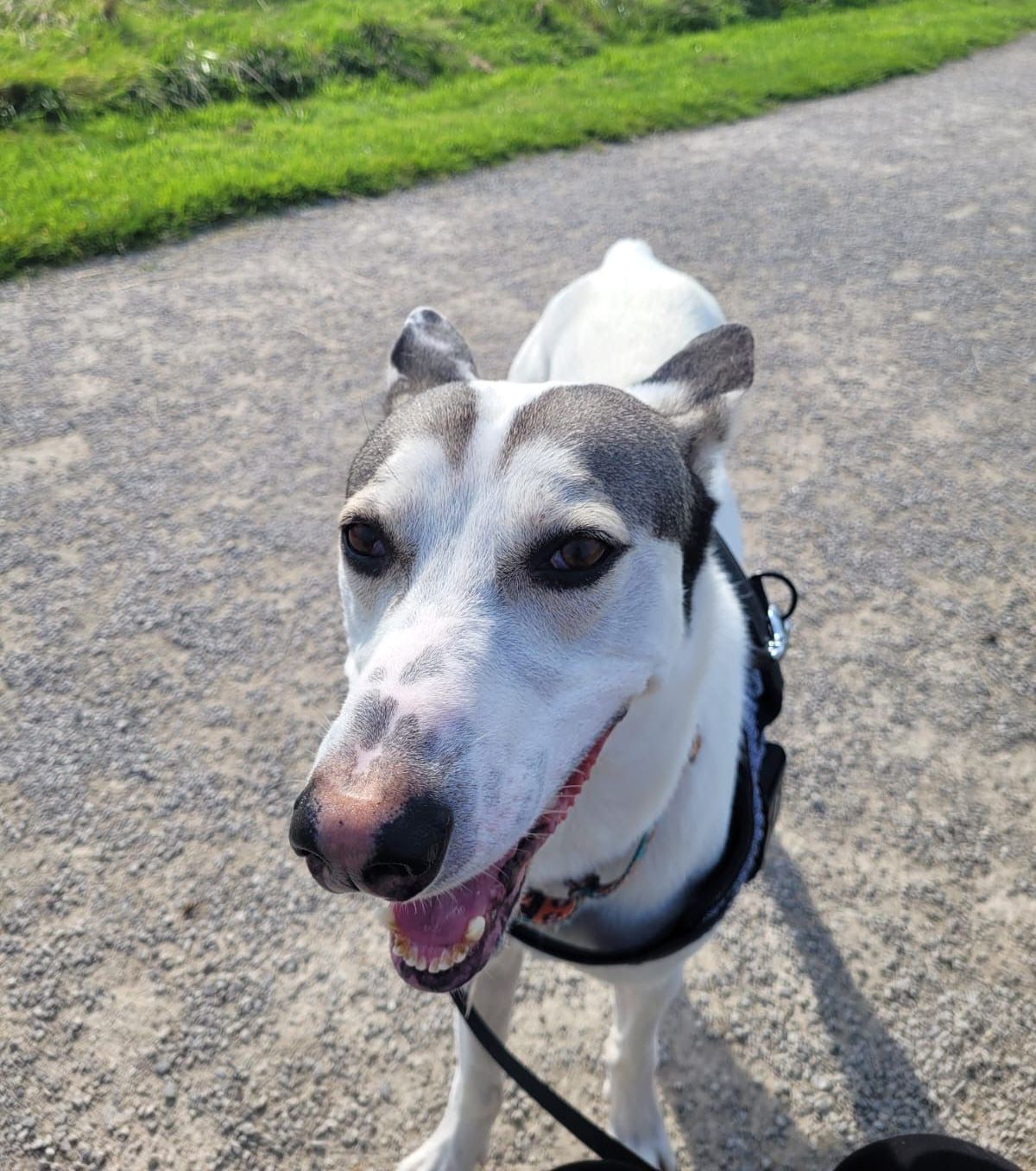 A white and gray dog with a happy expression on a gravel path, wearing a harness, and looking up.