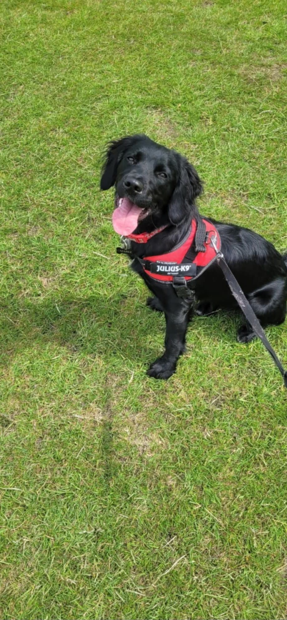 Black dog with red harness sits on green grass, tongue out, looking happy.