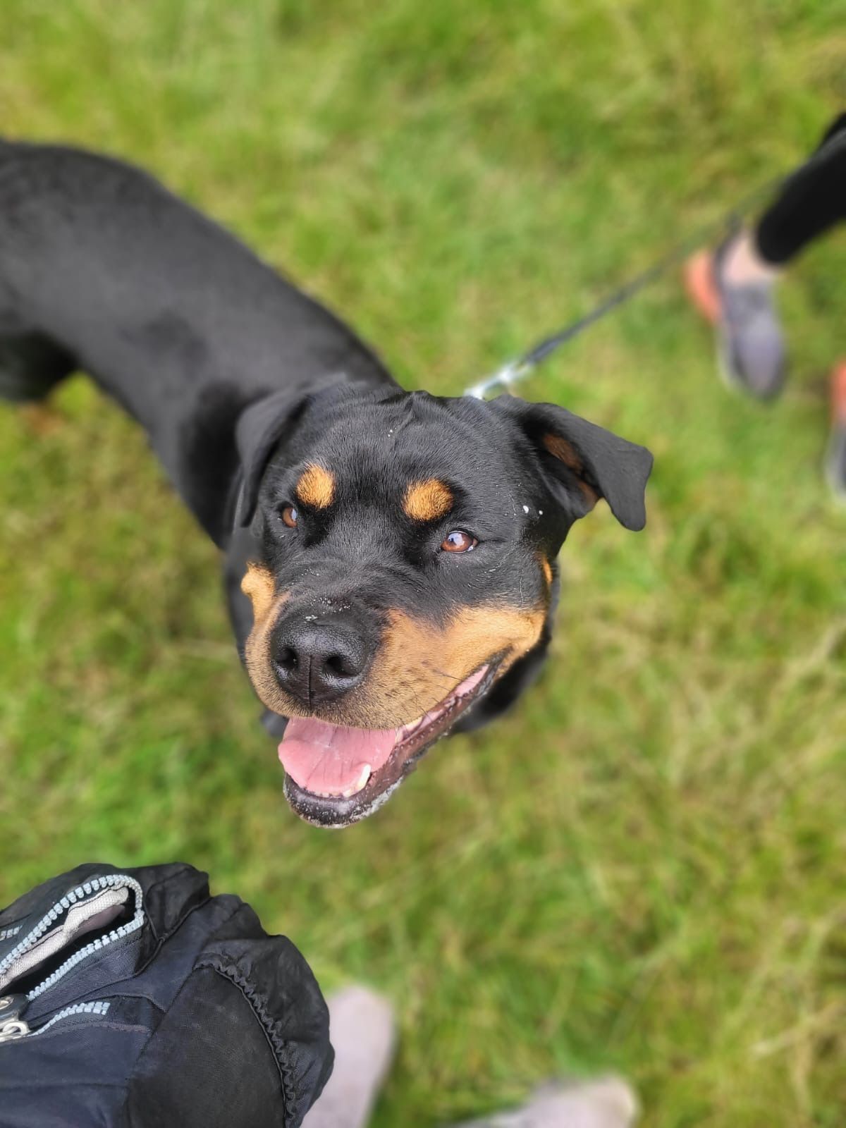 Smiling black and tan Rottweiler dog on a leash in a grassy setting, looking upwards.