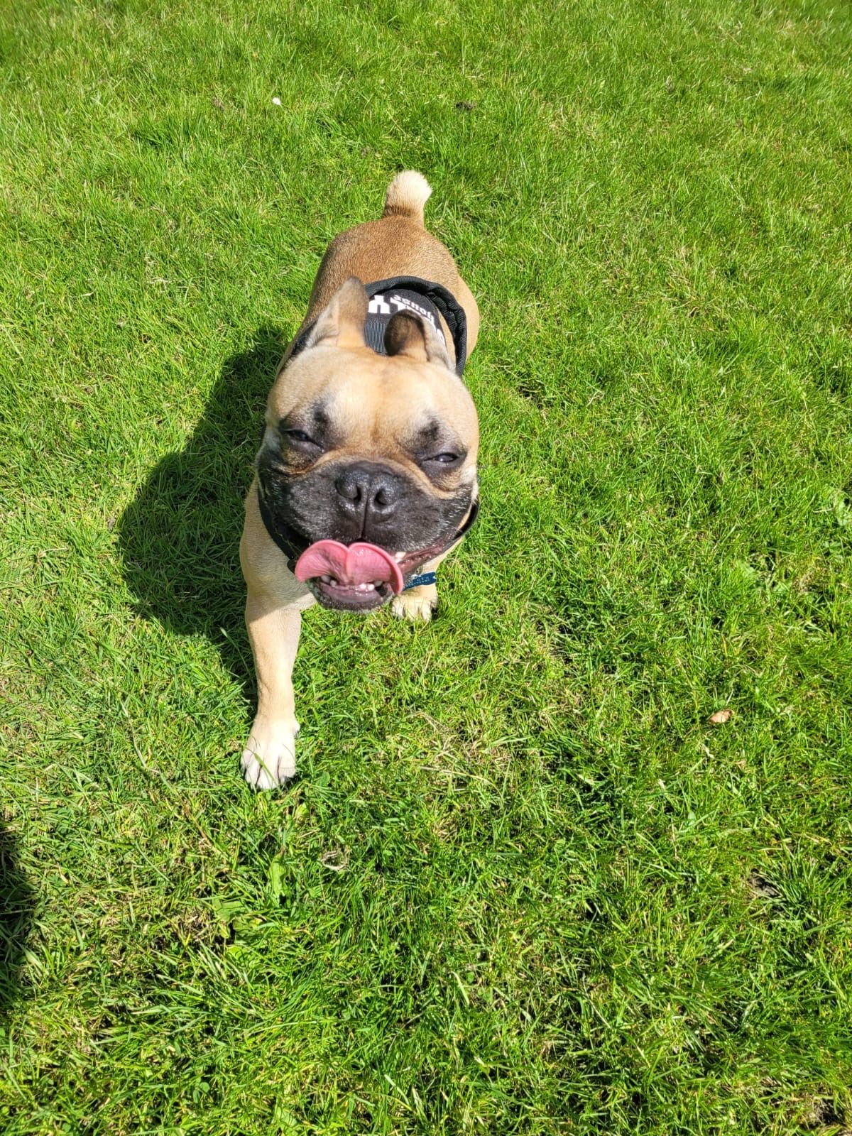 French Bulldog with tongue out, wearing a harness, standing on green grass.