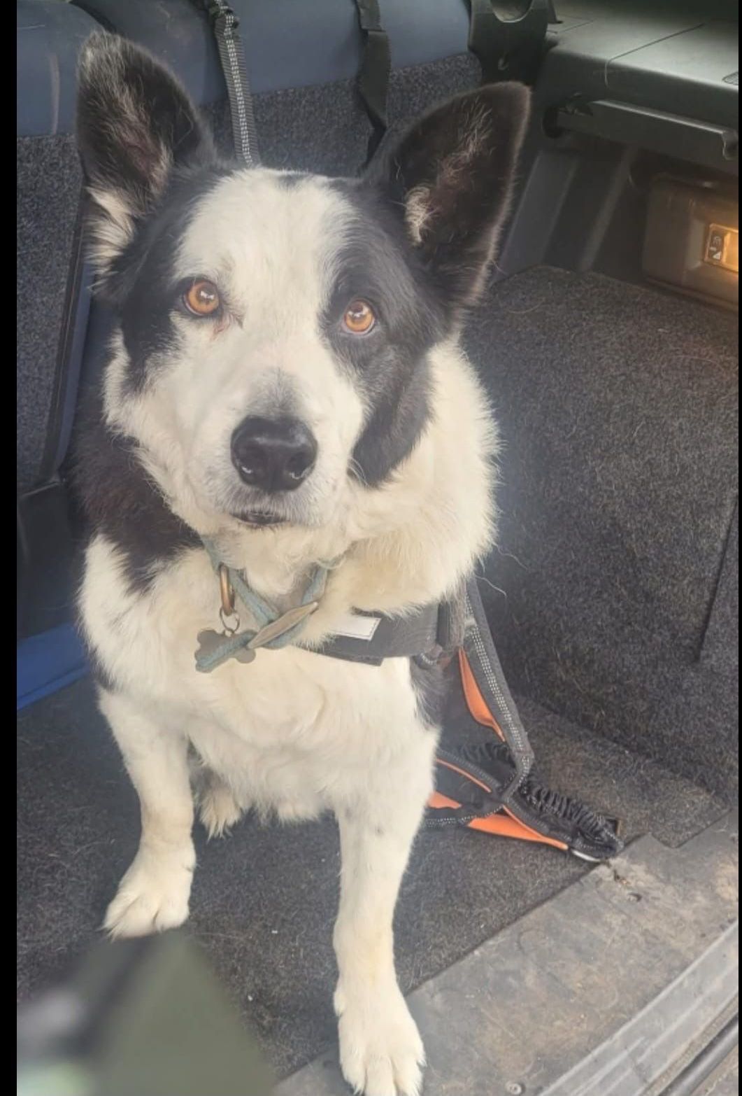 Black and white dog with amber eyes sits in a car, looking at the viewer. It has a black collar and harness.