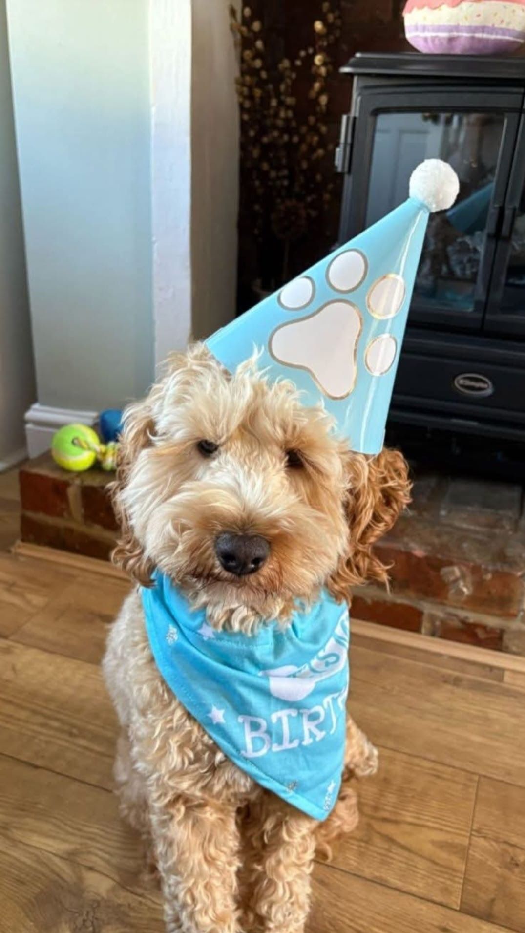 A golden-colored dog wearing a blue birthday hat and bandana, sitting in front of a fireplace.