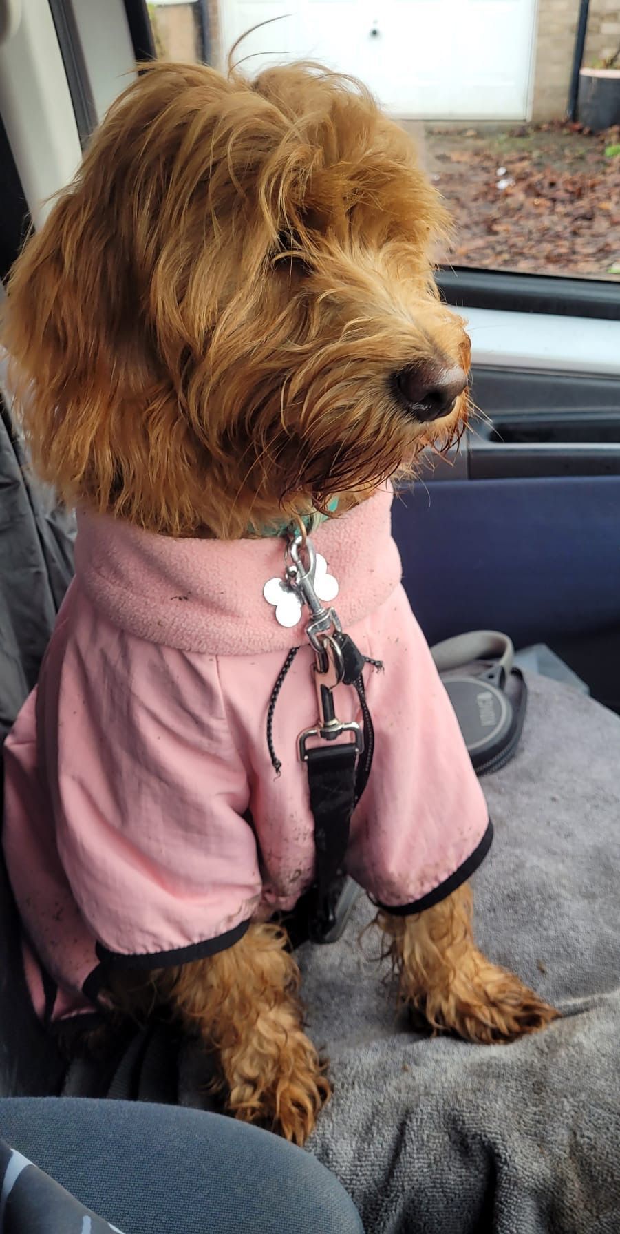 A small, brown dog in a pink coat sits in a car, looking out the window. The dog has a shaggy coat and a leash attached.