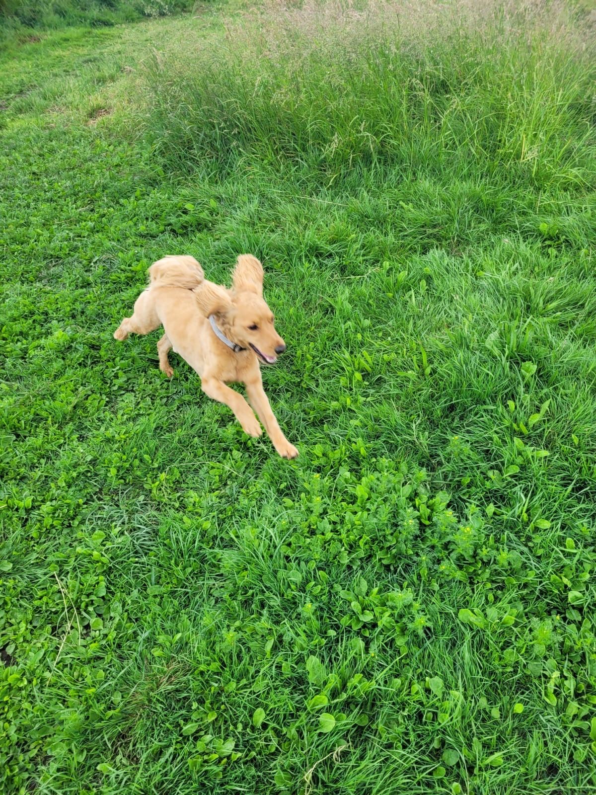 A golden dog happily runs across a vibrant green grassy field with its ears flopping.