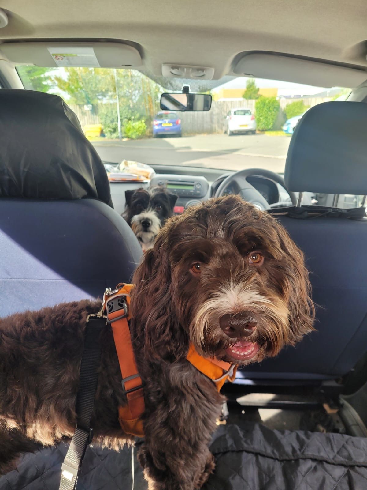 Two dogs in a car. A brown Labradoodle sits in front, wearing an orange harness. A black and white dog peeks from behind.