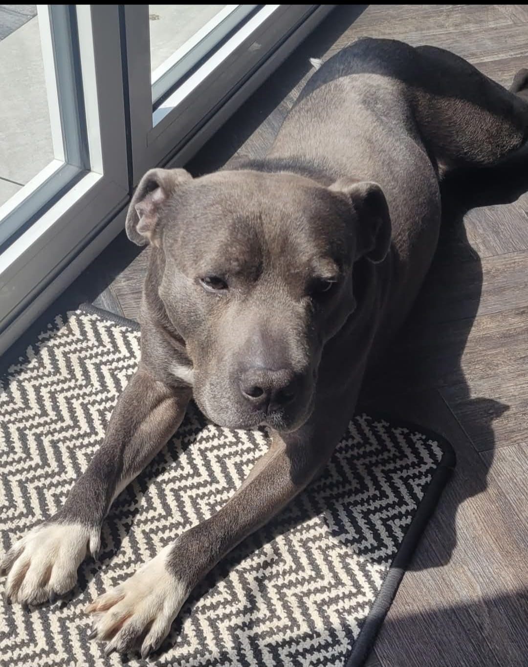 A blue-grey pit bull lies on a chevron-patterned mat near a window, looking towards the camera.
