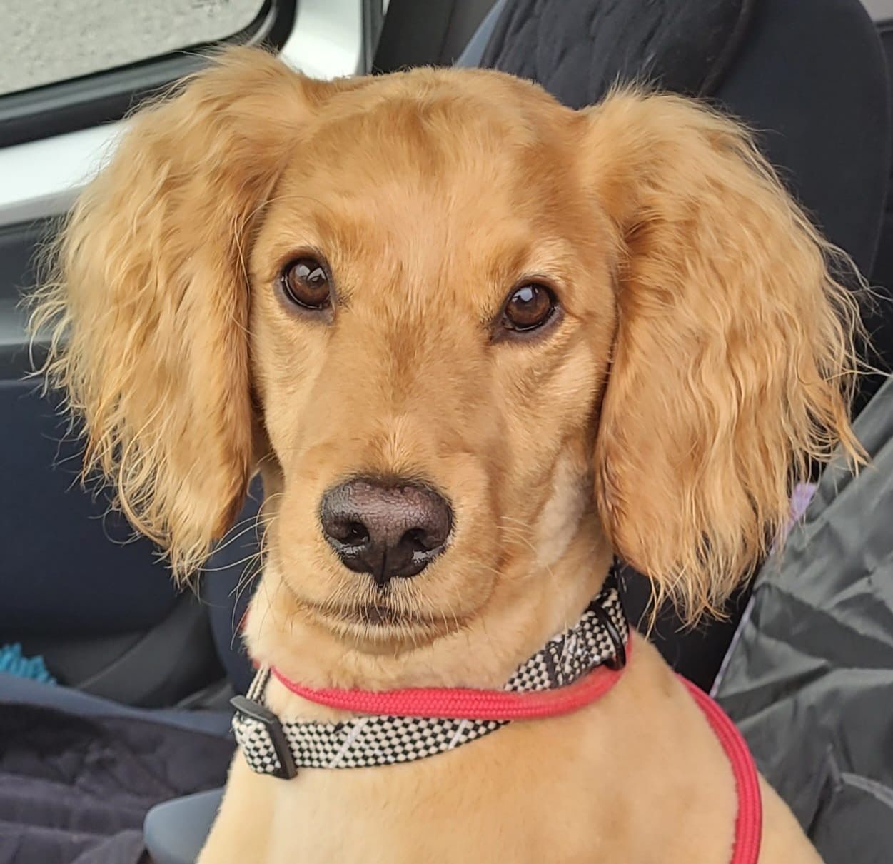 Golden-furred dog with floppy ears wearing a red and black patterned collar, looking directly at the camera.