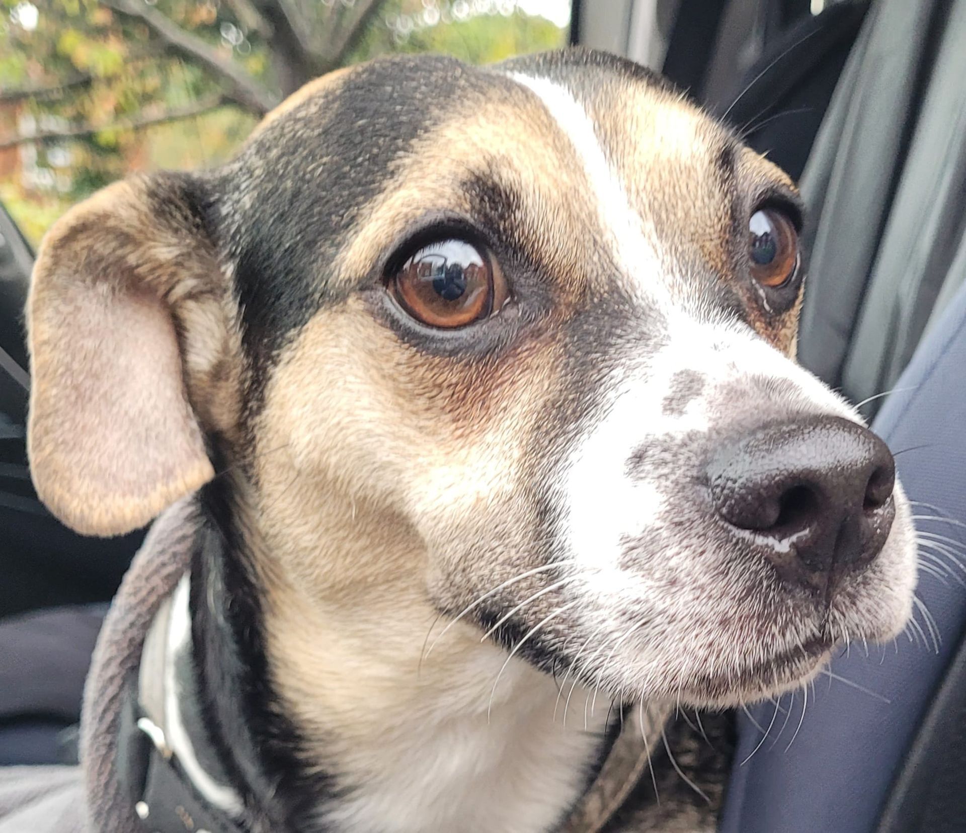 A close-up of a small dog with brown eyes, a black nose, and a mix of brown, black, and white fur.  Sitting inside a vehicle.