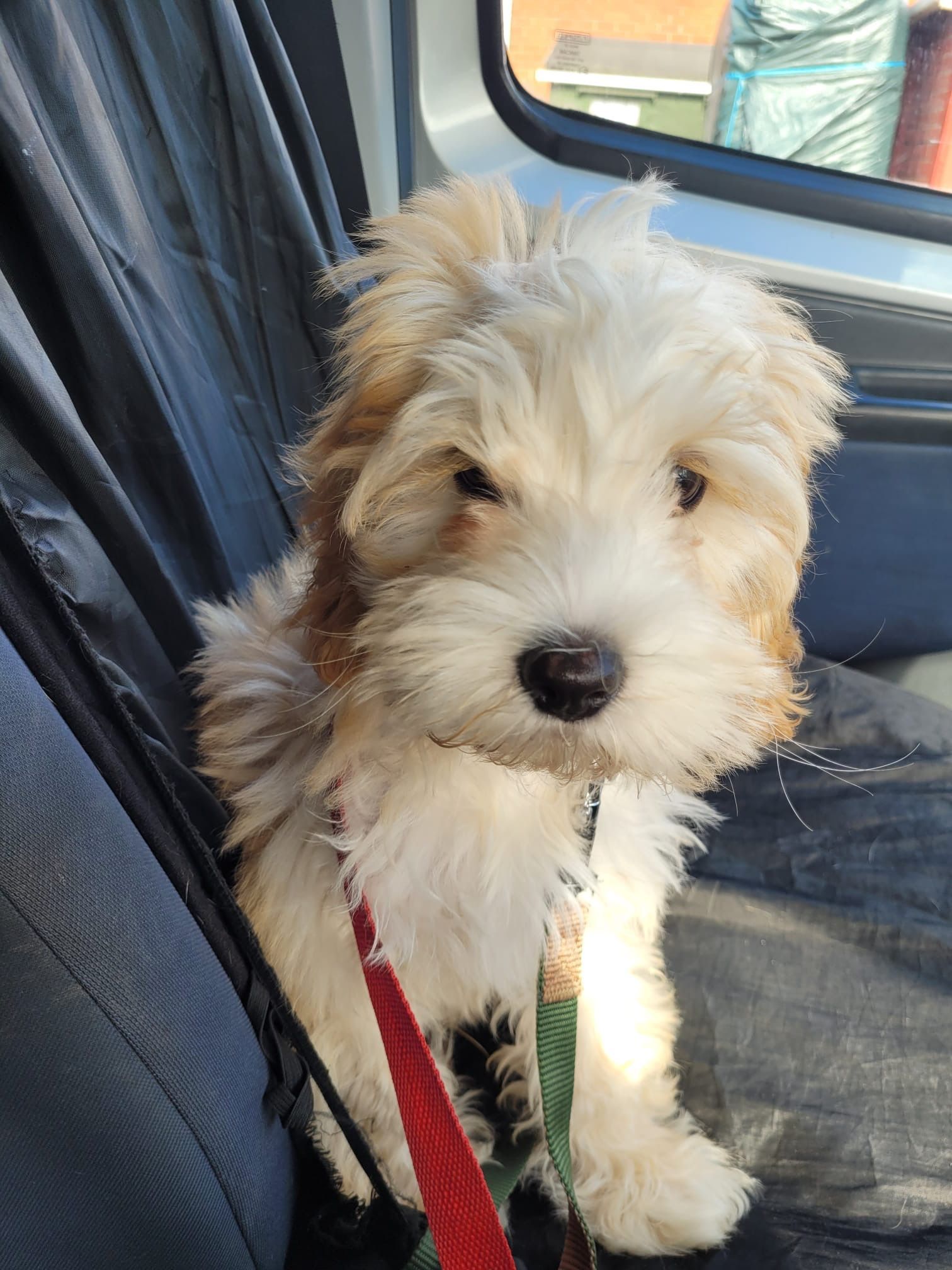 Fluffy white puppy sitting in a car seat, looking at the camera with a slightly worried expression, red leash visible.
